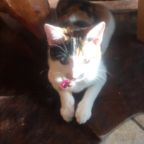 Meet your Posher, Carol - Picture 1 of 1